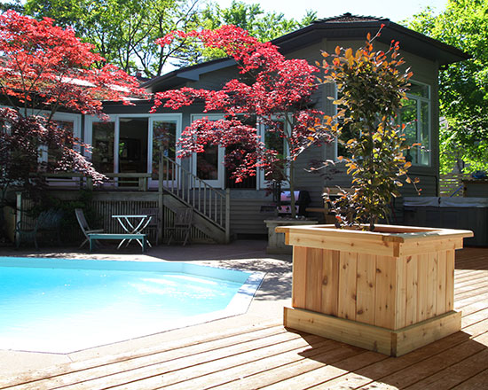 Cedar tree planters